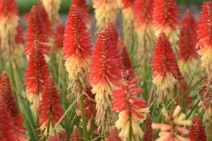 Kniphofia 'Rocket's Red Glare' 